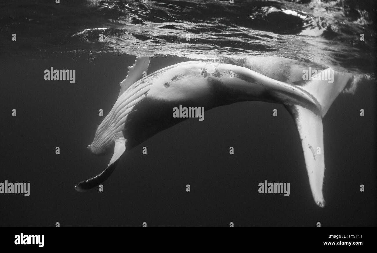 Ballena Jorobada ternero jugando en la superficie, Tonga. Foto de stock