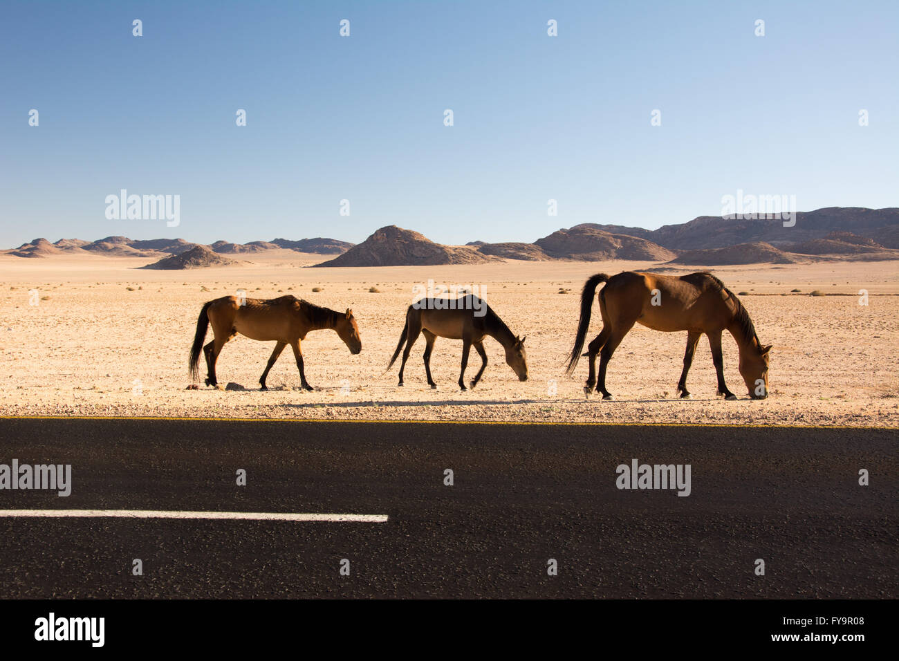 Desierto de Namib caballos al lado de la carretera nacional B4 entre Aus y Luderitz, en el sur de Namibia. Foto de stock