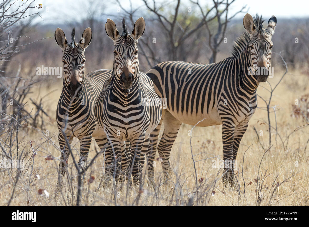 Hartmann's Mountain Zebra, Parque Nacional Etosha, Namibia Foto de stock