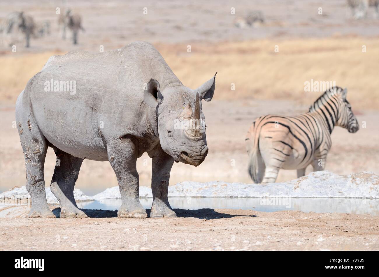 De rinoceronte negro (Diceros bicornis), macho adulto, y Burchell (zebra Equus burchelli) situándose en el waterhole Foto de stock