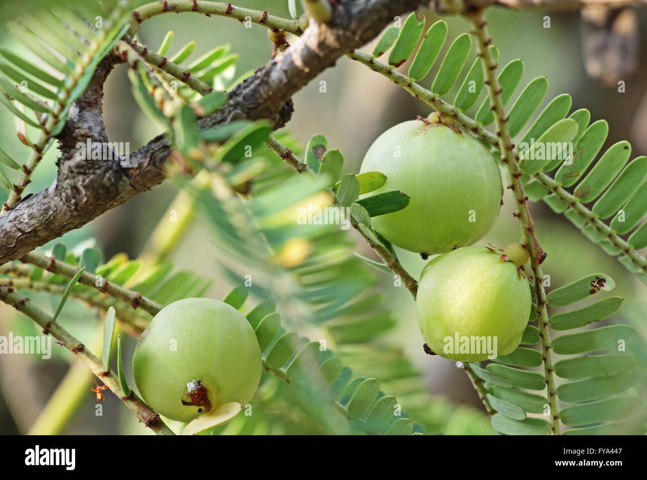 Frutos de uchuva indio, Phyllanthus emblica. Una parte esencial de las medicinas con base de hierbas tradicionales indias. También llamado el amla. Foto de stock