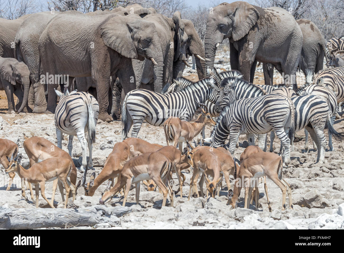 Escenas alrededor de abrevadero, elefantes, cebra de las llanuras, raza de Burchell, impala de cara negra, Parque Nacional de Etosha, Namibia Foto de stock