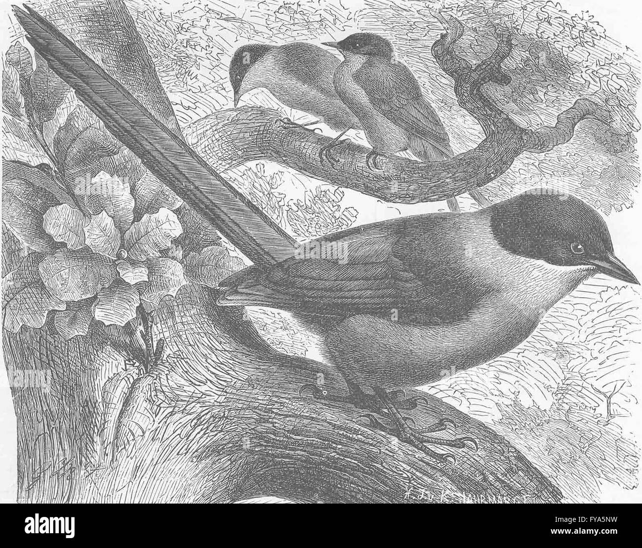 Donde se posan las aves: Alas Azules urraca, grabado antiguo 1894 Foto de stock