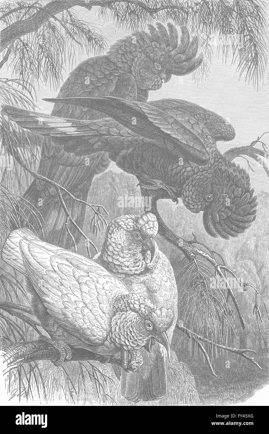 Aves: Banksian & esbelto-facturados cacatúas, grabado antiguo 1895 Foto de stock