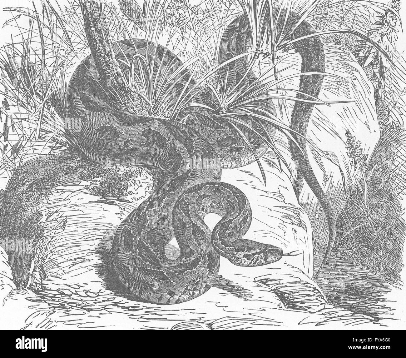 Las serpientes: Russell's Viper, grabado antiguo 1896 Foto de stock