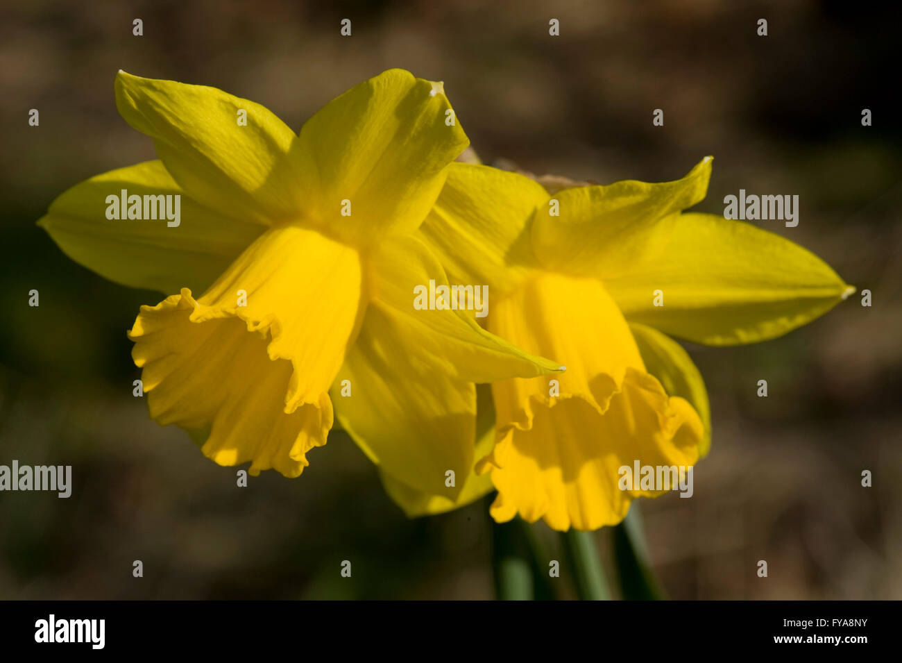 Grandes amarillos narcisos en sol de primavera Foto de stock
