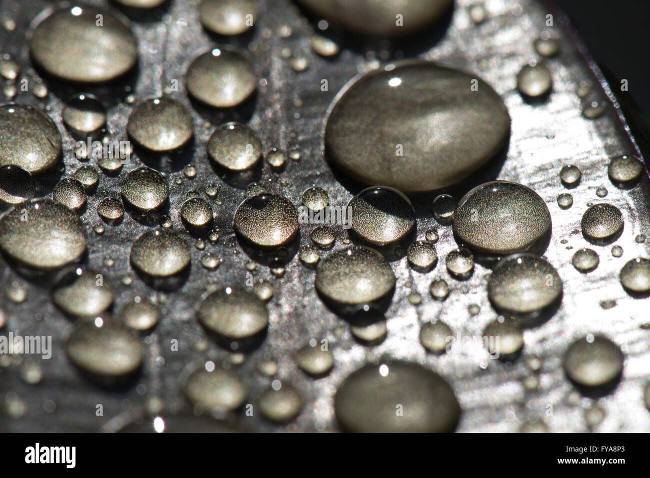 Las gotas de agua de lluvia sobre la hoja de agua Aponogeton distachyos hawthorn o sobre la superficie de un estanque Foto de stock