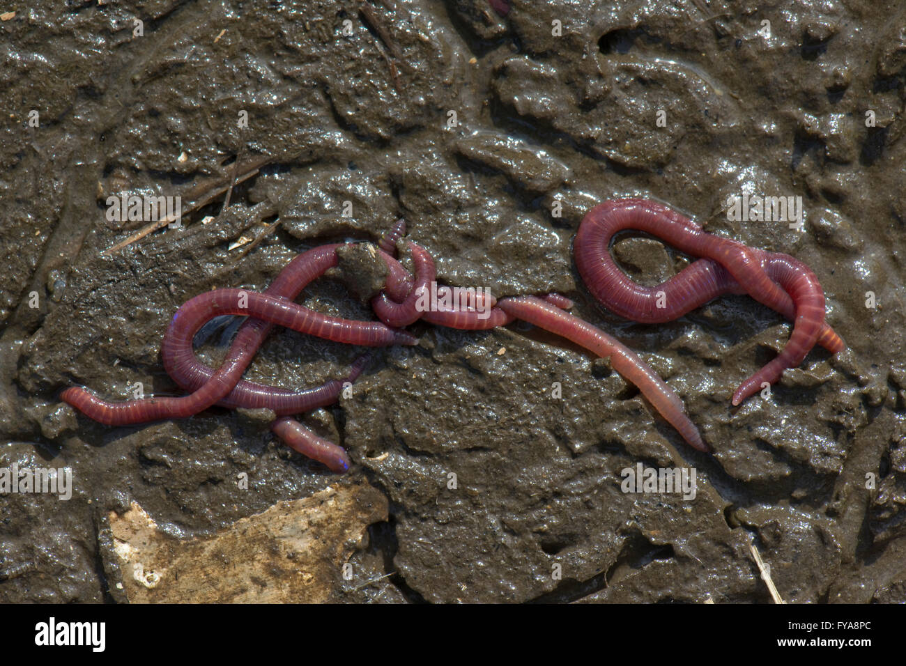 Gusanos, redworm Brandling, tigre, Eisenia fetida wor, sobre la superficie de materiales orgánicos podridos Foto de stock