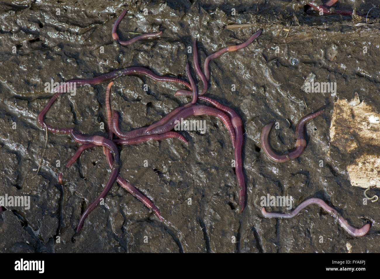 Gusanos, redworm Brandling, tigre, Eisenia fetida wor, sobre la superficie de materiales orgánicos podridos Foto de stock