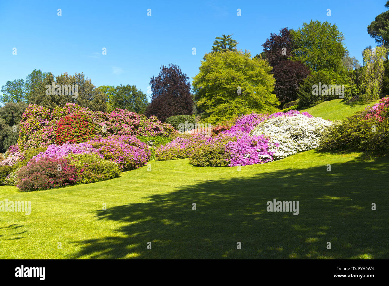 Paisaje de jardines con árboles y flores de azalea en temporada de primavera, cielo azul en segundo plano. Foto de stock