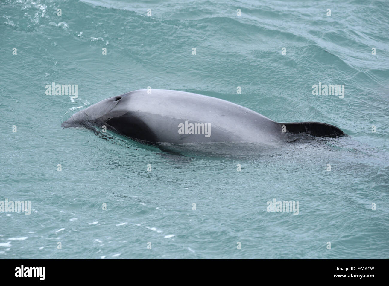 Delfín de Héctor - Cephalorhynchus hectori Foto de stock