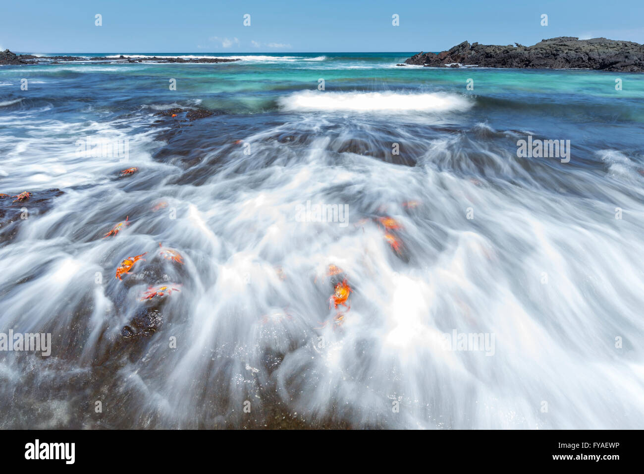 Cangrejo Grapsus grapsus de roca roja, alimentándose de costa rocosa con marea entrante, Punta Albemarle, Islas Galápagos en abril. Foto de stock