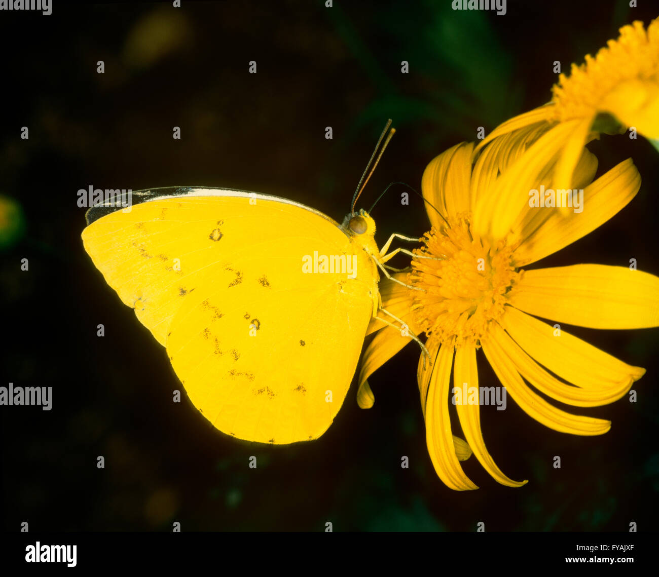 Mariposa amarilla de pie sobre una flor amarilla, fuera. Foto de stock