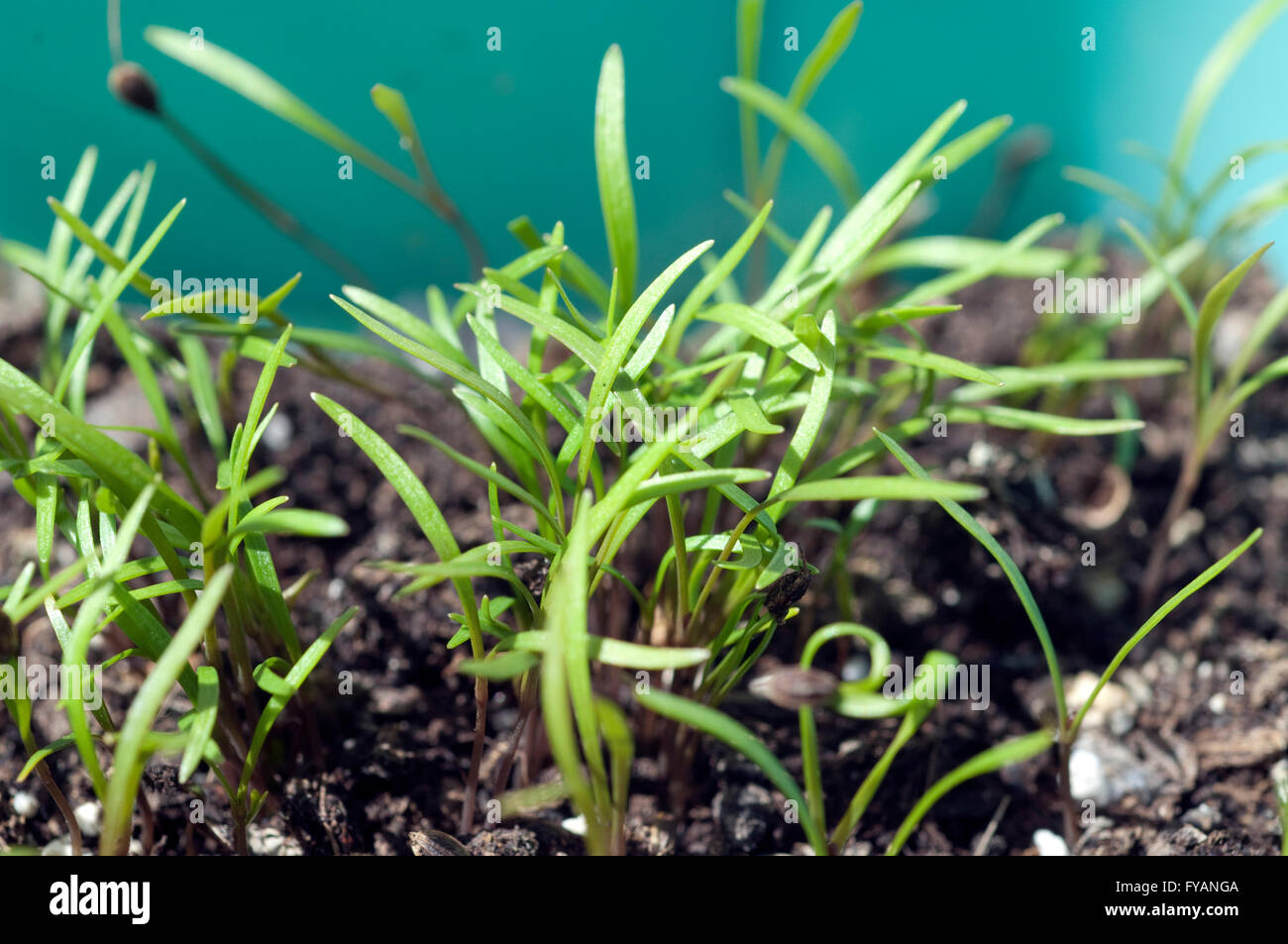 Eneldo; Anethum ist eine Kraeuterpflanze Kuechenkraeuterpflanze Gewuerzpflanze,,,,, Duftpflanze heipflanze Kuechengewuerz Foto de stock