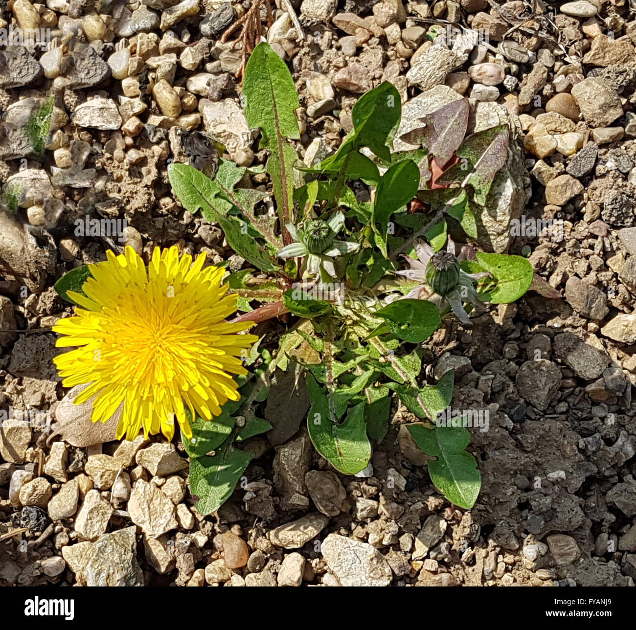Diente de león; Seedling, jóvenes, solos, solos, Taraxacum officinale; Foto de stock