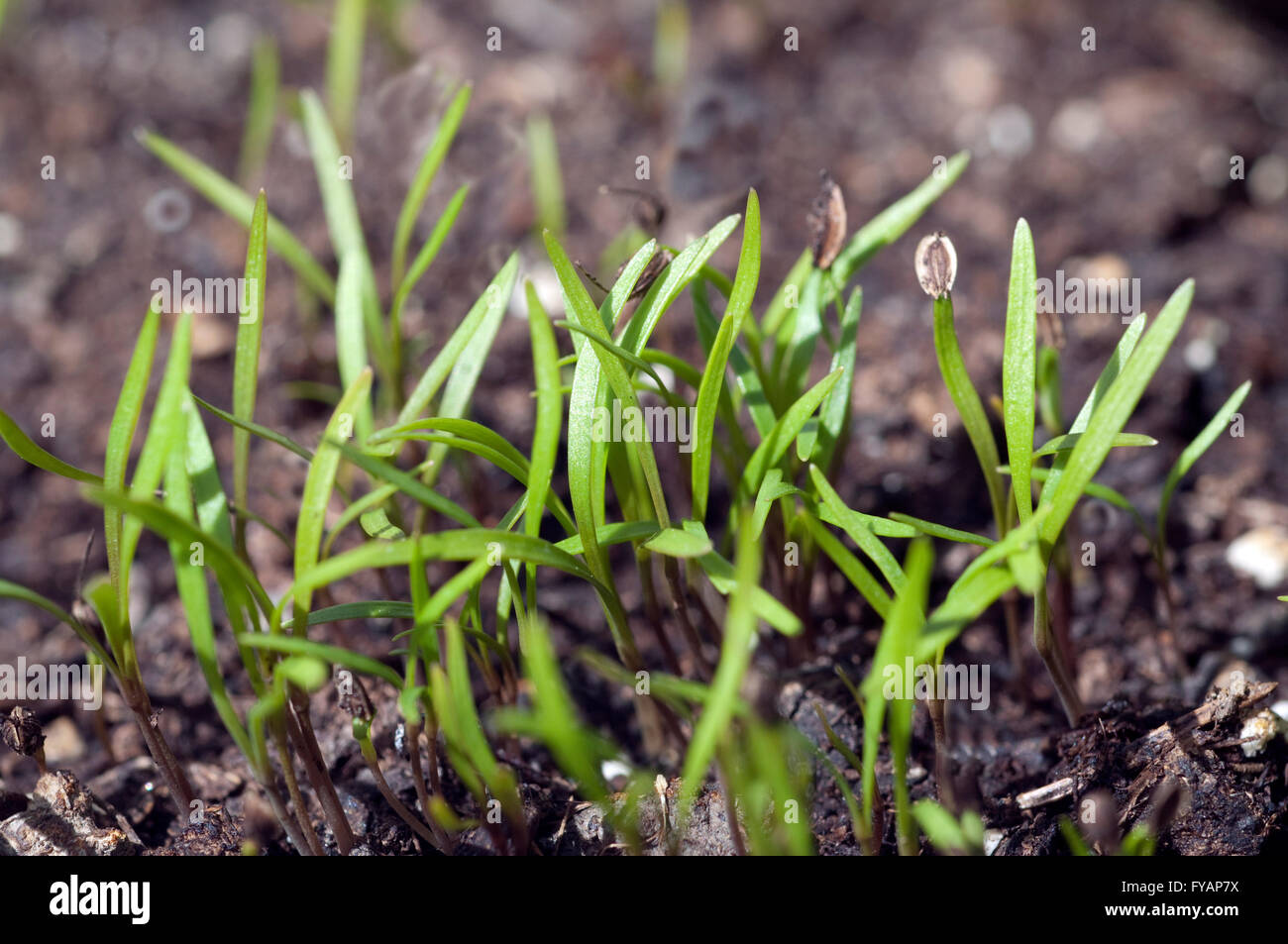 Eneldo; Anethum ist eine Kraeuterpflanze Kuechenkraeuterpflanze Gewuerzpflanze,,,,, Duftpflanze heipflanze Kuechengewuerz Foto de stock