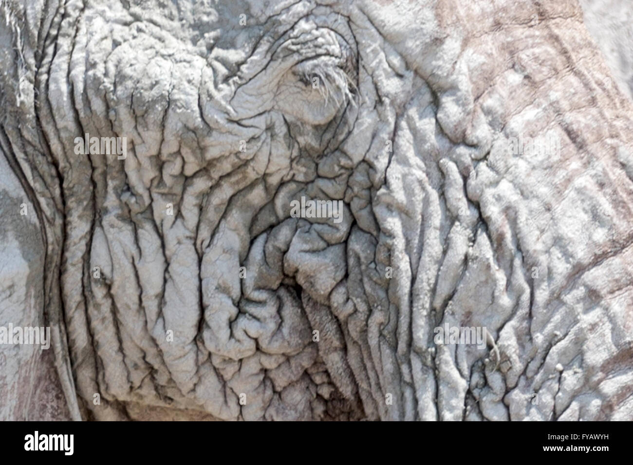 Ojo de un elefante toro 'fantasma', llamado así debido a la blancura de la arcilla utilizada como protector solar, Etosha National Park, Namibia Foto de stock