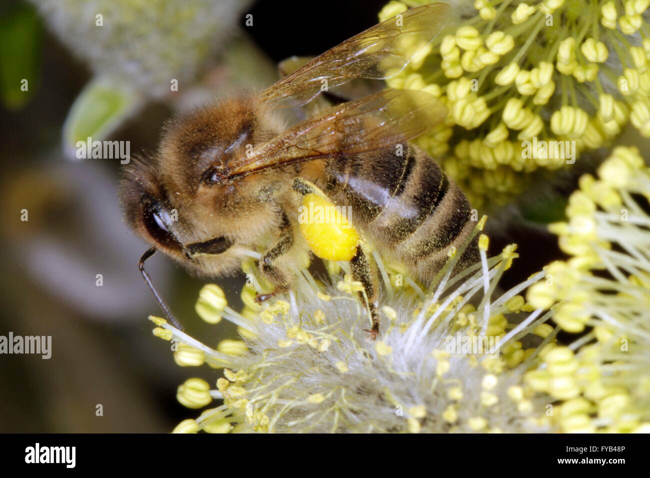 La abeja melífera (Apis mellifera) y otros insectos se reúnen en el muelle de los amentos masculinos de sauces (Salix caprea) polen. Este es un alimento muy importante en la crianza de sus beebrood. Thueringia, Alemania, Europa Fecha: Abril 08, 2016 Foto de stock