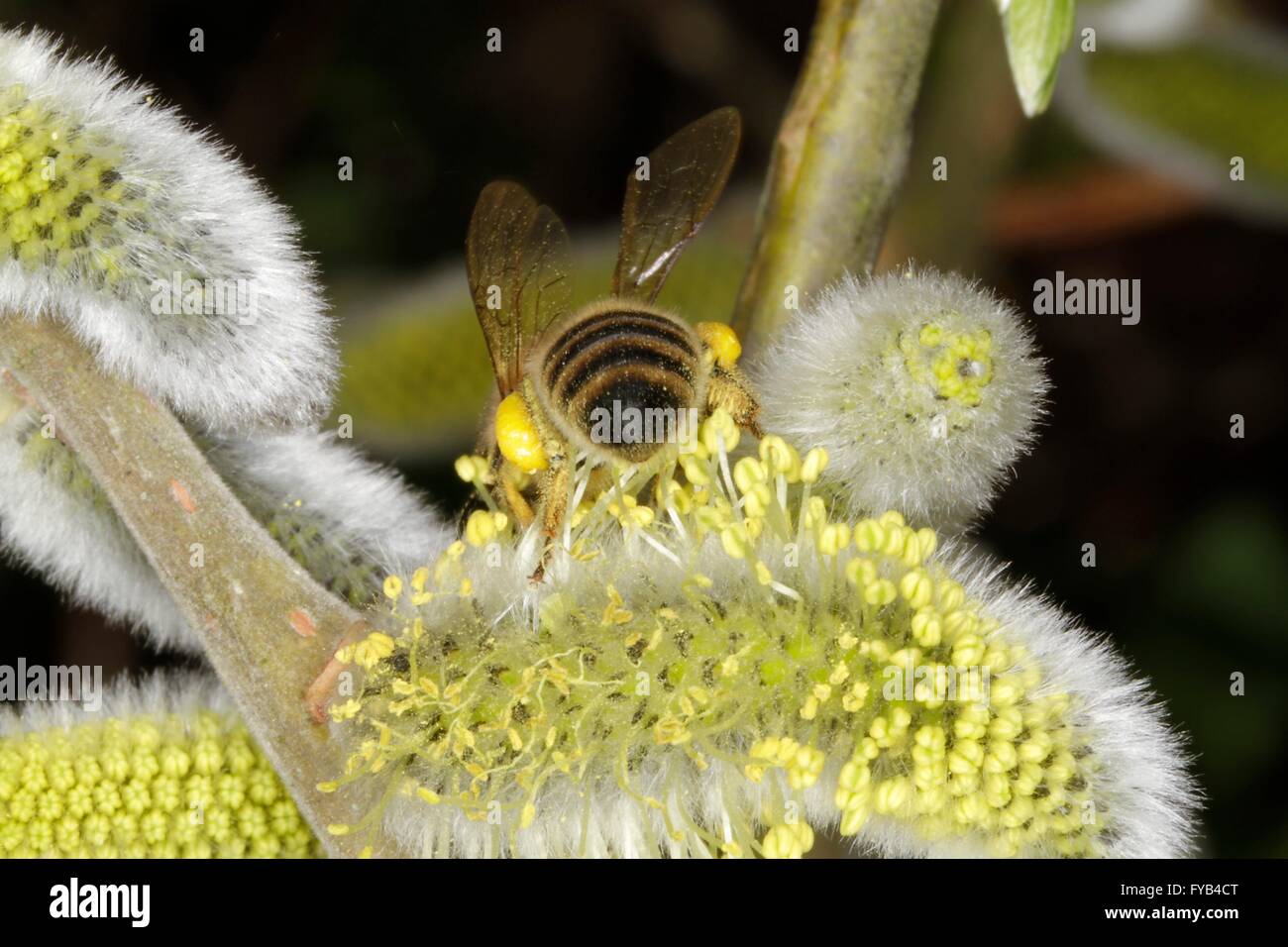 La abeja melífera (Apis mellifera) y otros insectos se reúnen en el muelle de los amentos masculinos de sauces (Salix caprea) polen. Este es un alimento muy importante en la crianza de sus beebrood. Thueringia, Alemania, Europa Fecha: Abril 08, 2016 Foto de stock