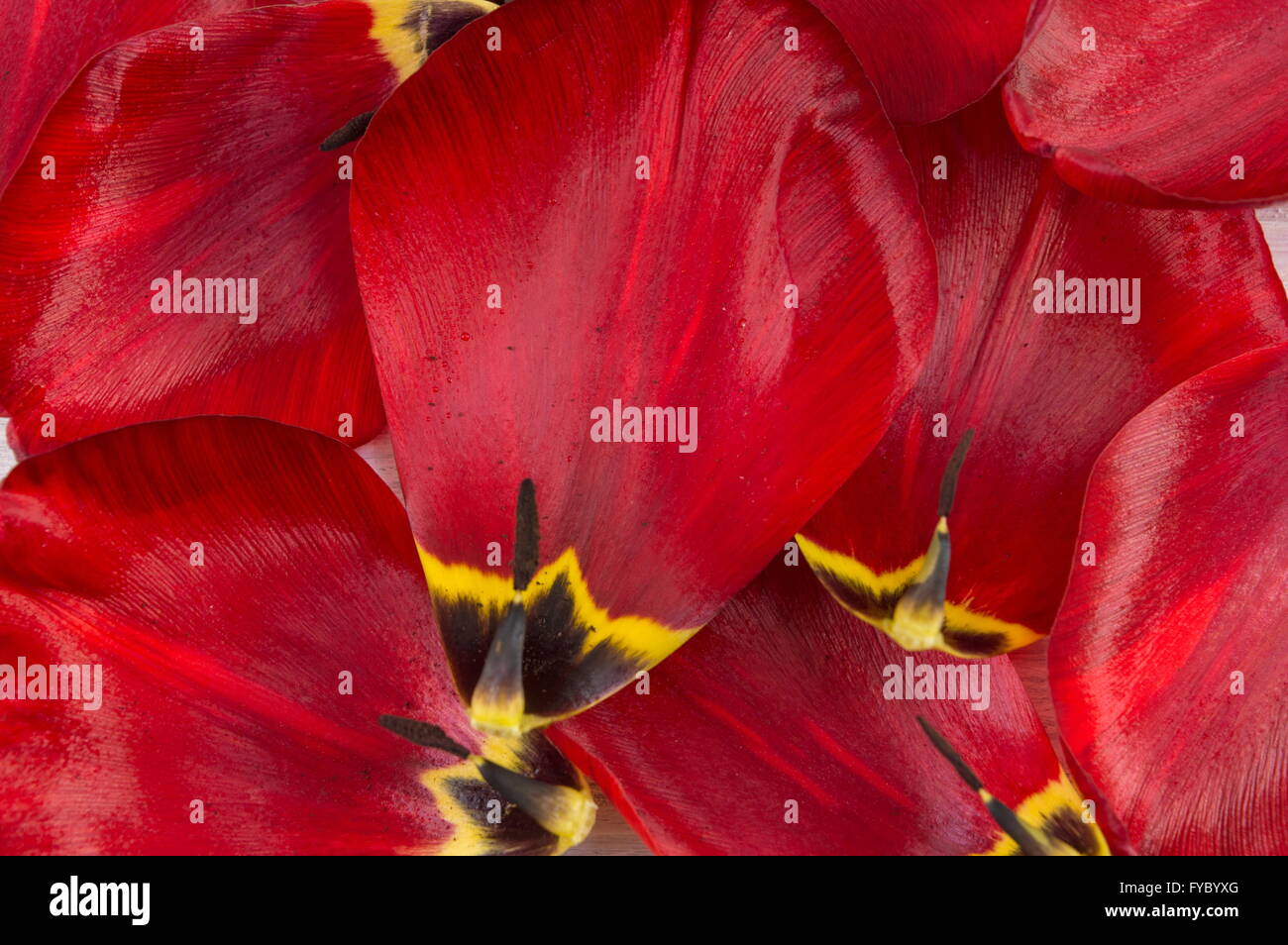 Pétalos de tulipanes rojos cerca de fondo arriba Foto de stock