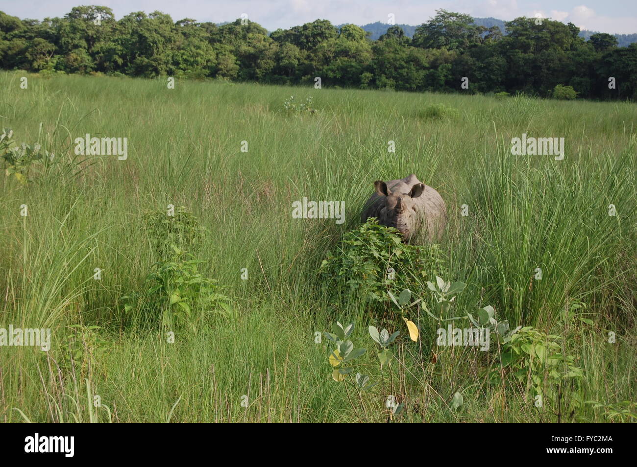 Rinoceronte en Chitwan, Nepal Foto de stock