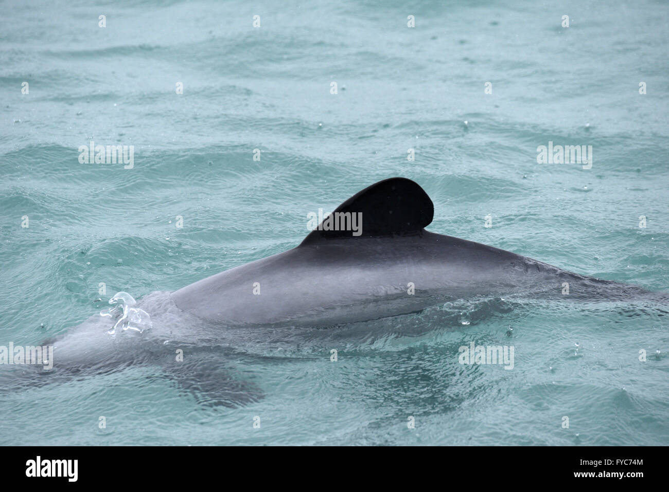 Delfín de Héctor - Cephalorhynchus hectori Foto de stock