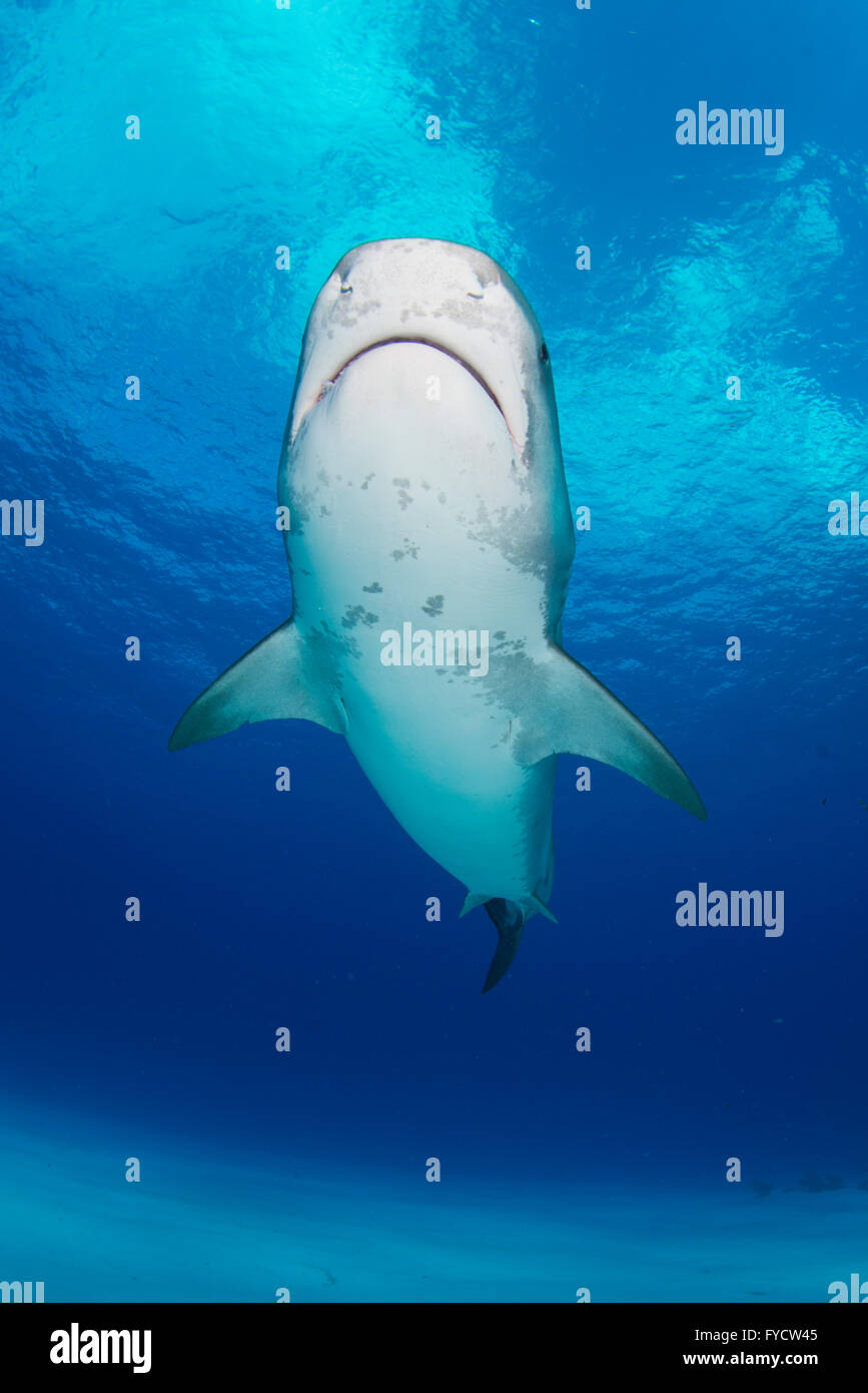Tiburón tigre, Galeocerdo cuvier, natación, Bahamas Foto de stock