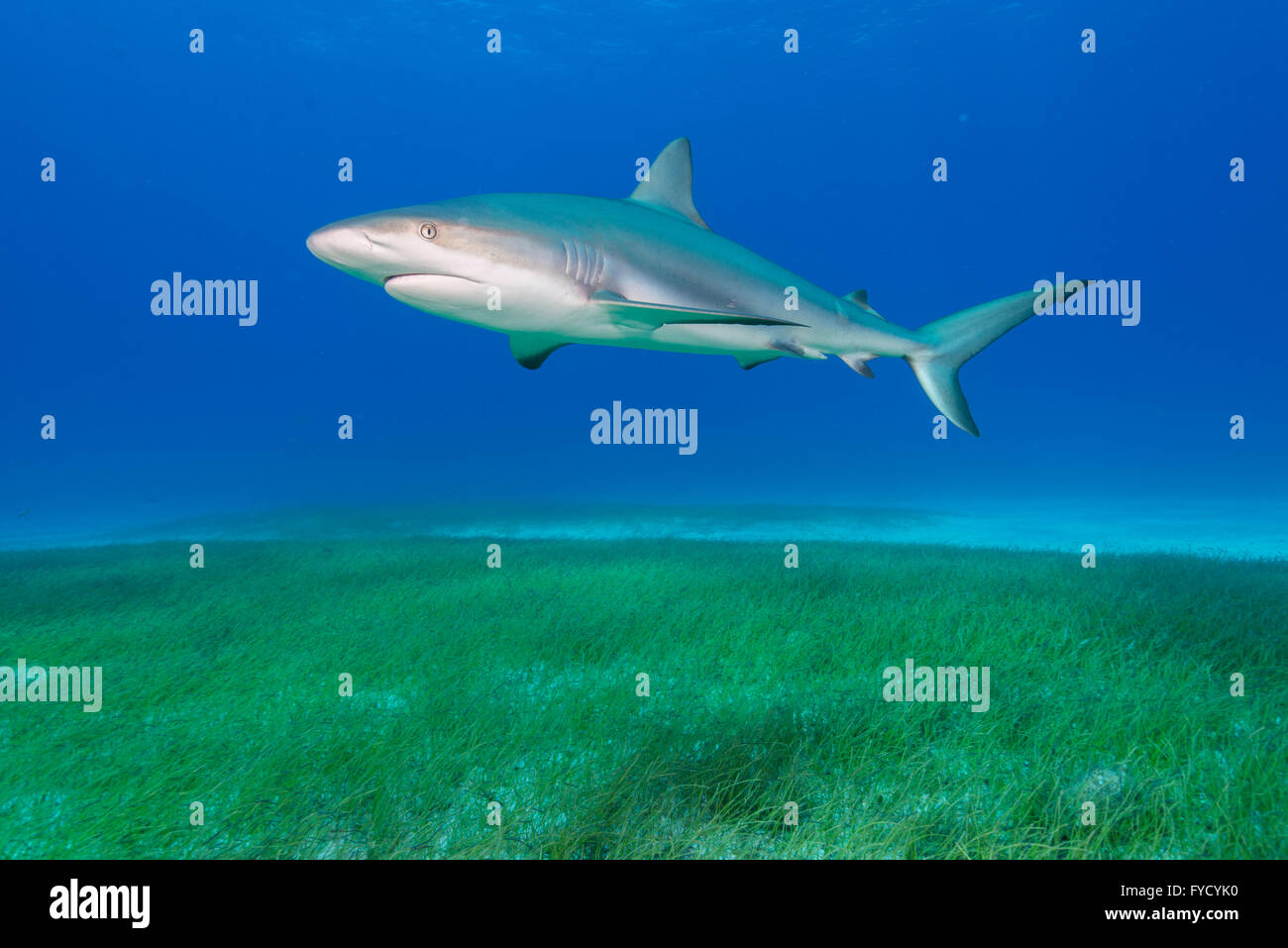 El tiburón de arrecife del Caribe, Carcharhinus perezi, nadar a través de algas, Bahamas Foto de stock