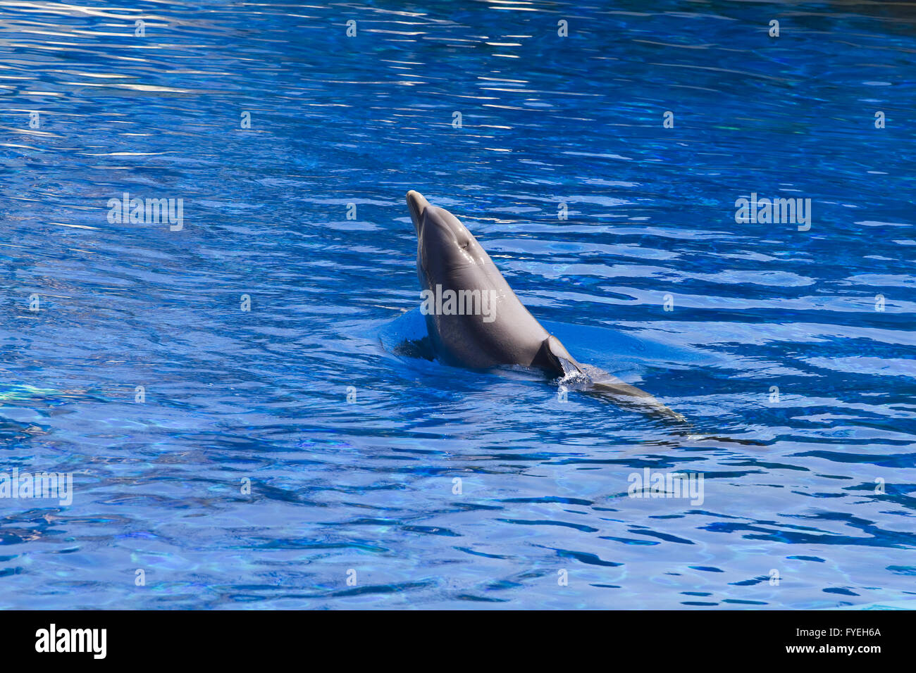 Dolphin saltar fuera del agua en el mar Foto de stock