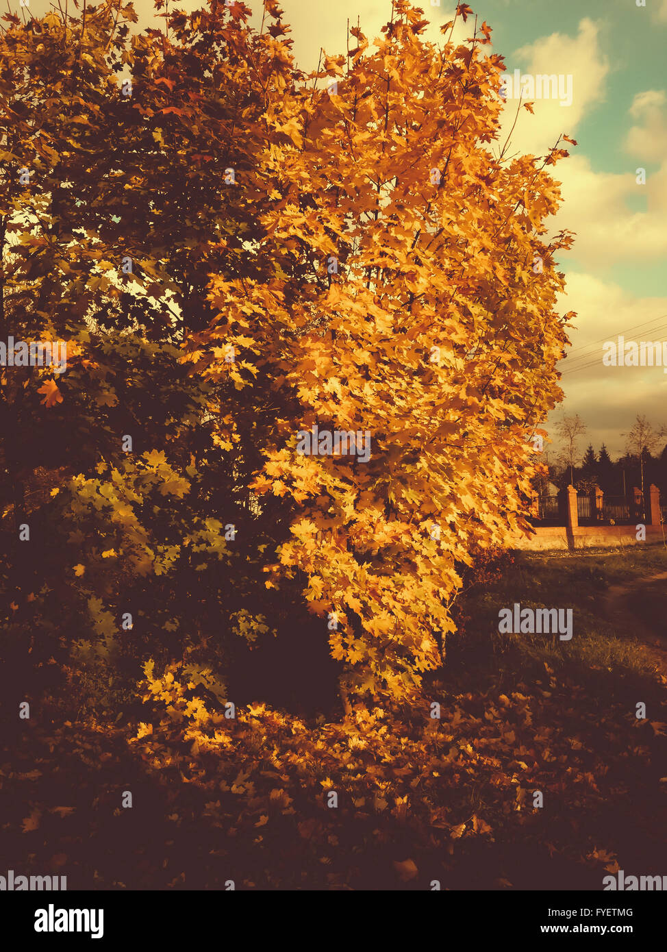 Árbol con hojas doradas en otoño del parque. Foto de stock