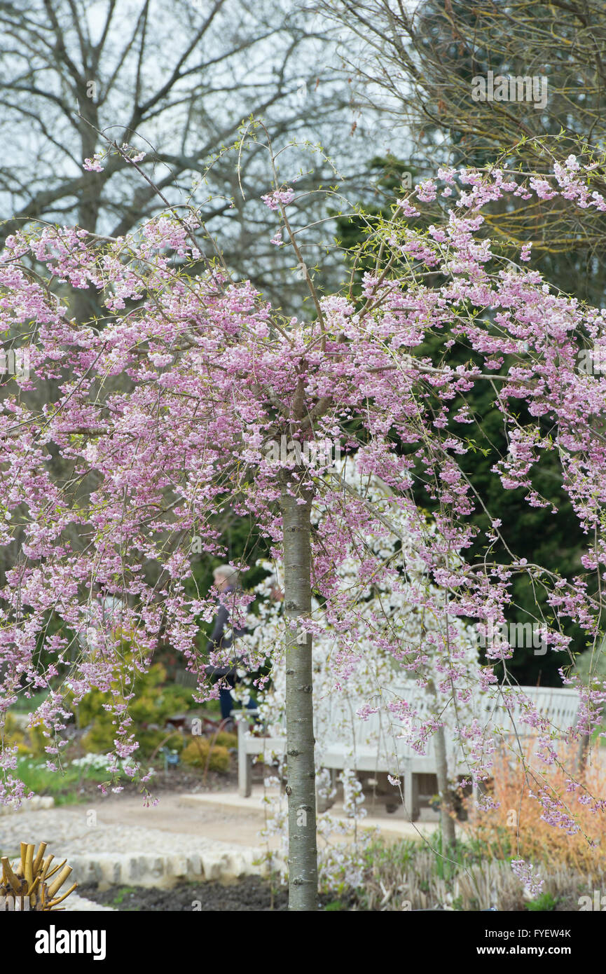 Prunus subhirtella Pendula Plena Rosea. Cerezo Llorón con blossom en