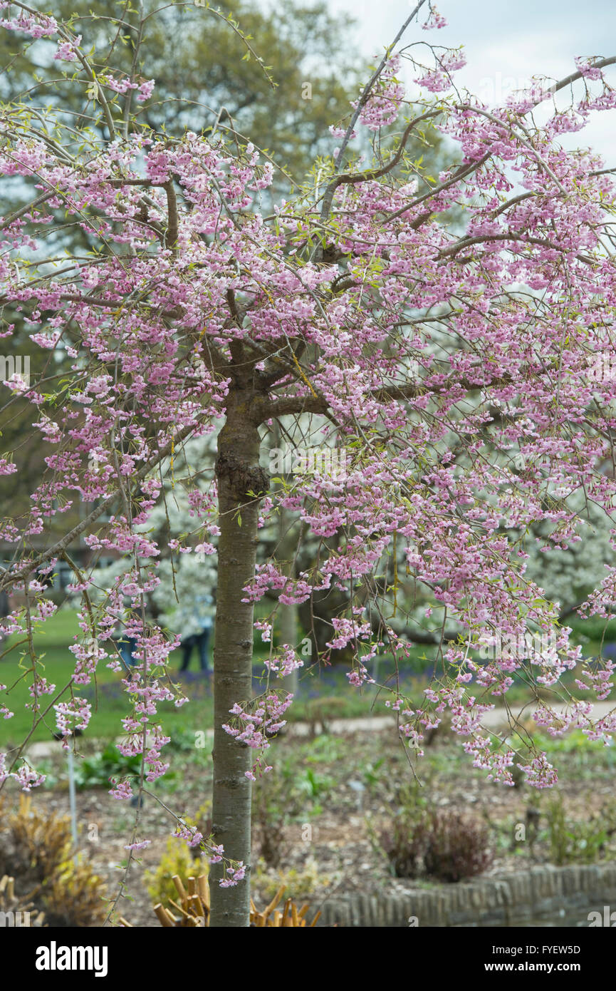 Prunus subhirtella Pendula Plena Rosea. Cerezo Llorón con blossom en