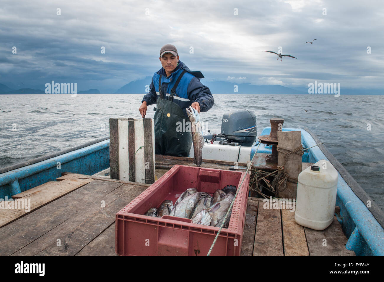 Pesca de línea para Sierra (Scomberomorus sierra) Foto de stock