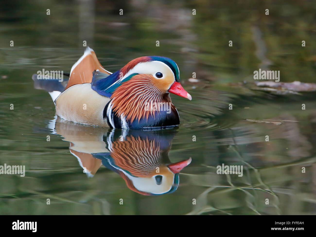 Pato mandarín (Aix galericulata) macho nadando en agua con reflejos Foto de stock