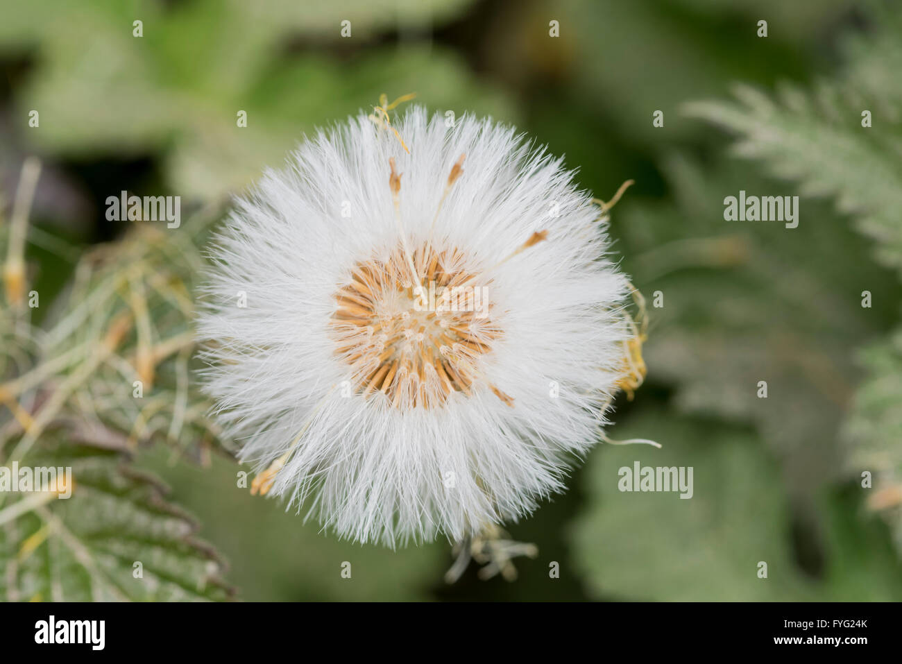 Cabeza de semillas Coltsfoot Foto de stock