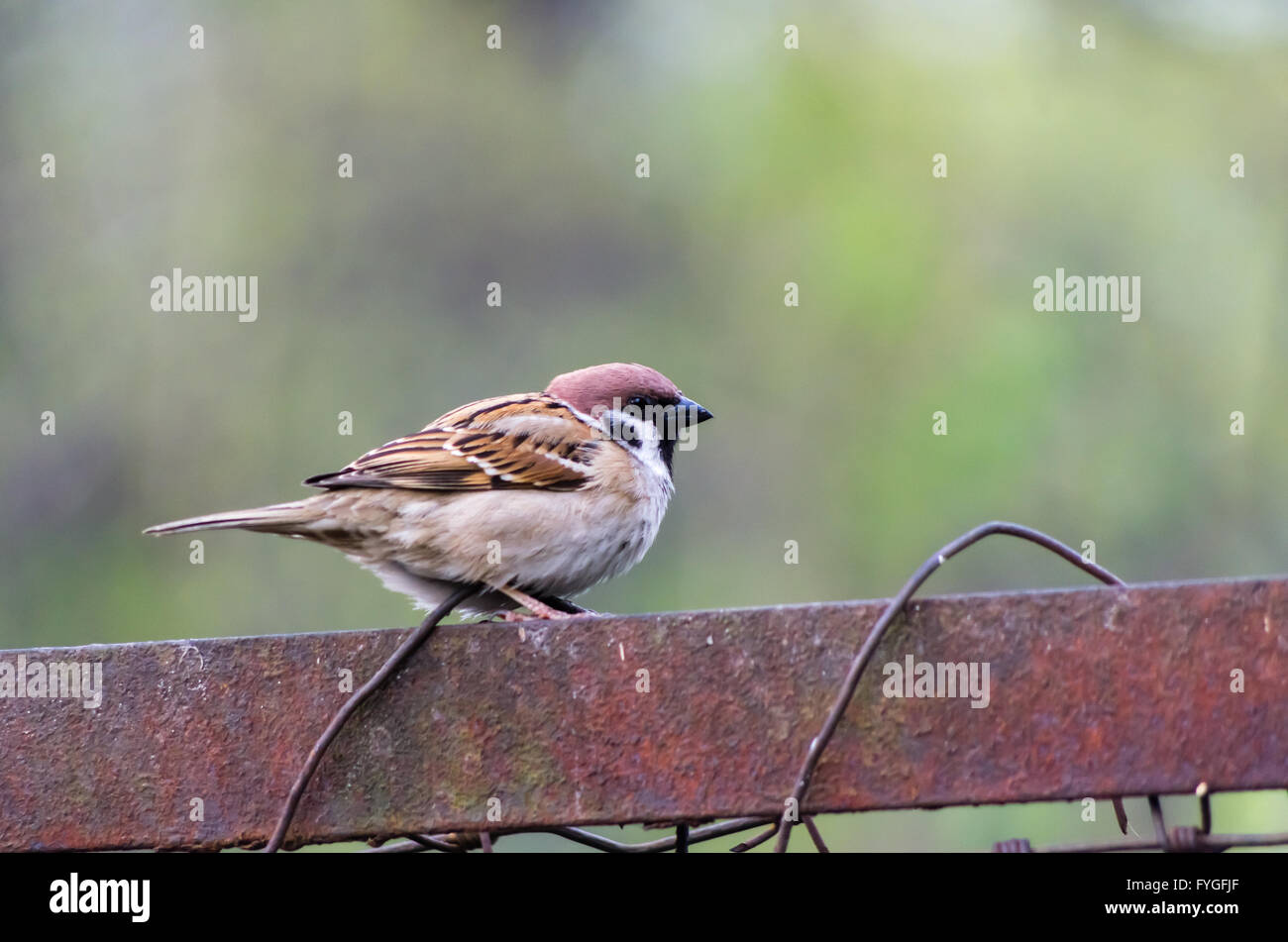 Sparrow sentado en una valla Fotografía de stock - Alamy