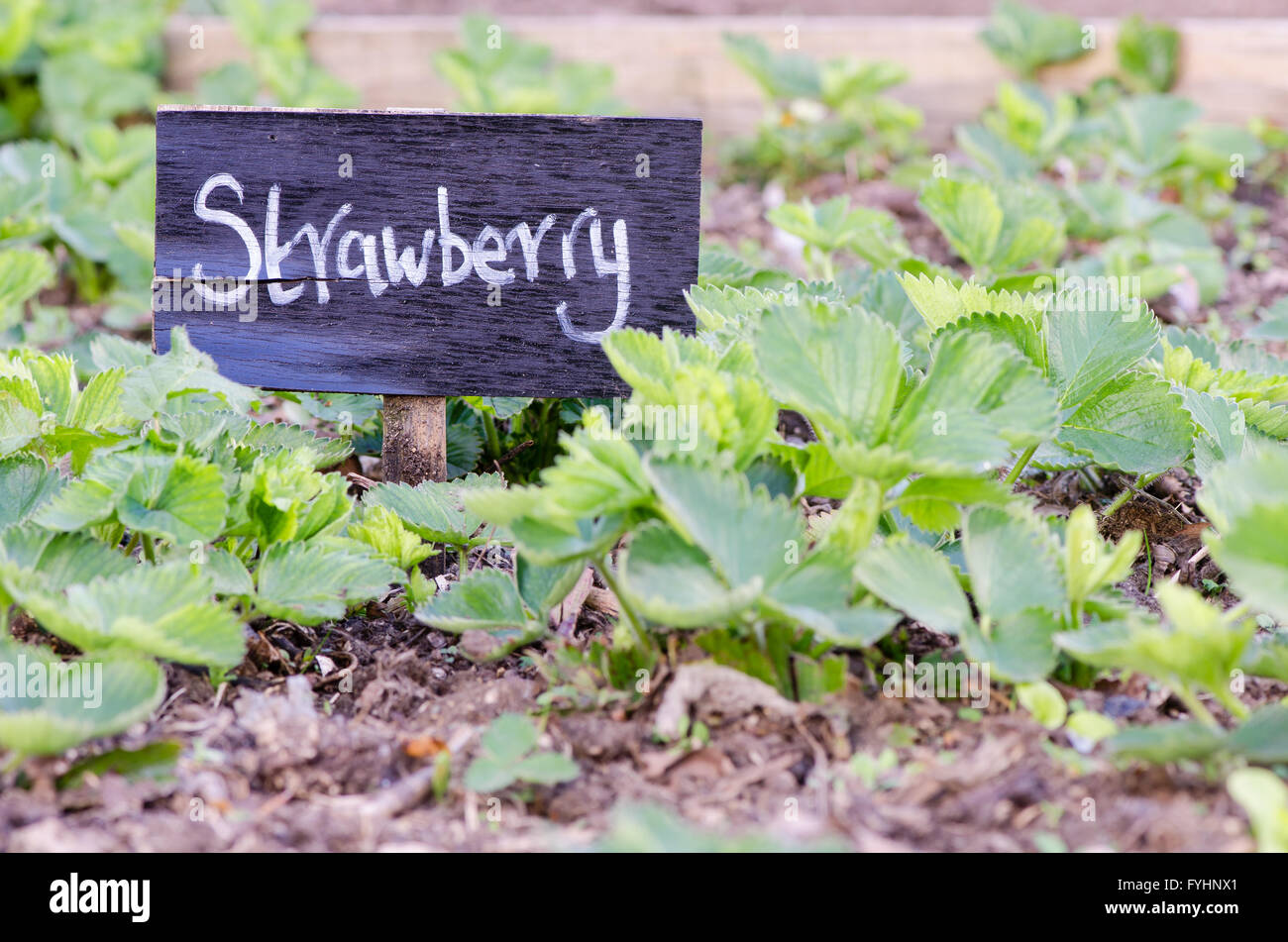 Fresa signo delante de plantas en el huerto. Un cartel pintado a mano en un jardín de frutas en inglés Foto de stock