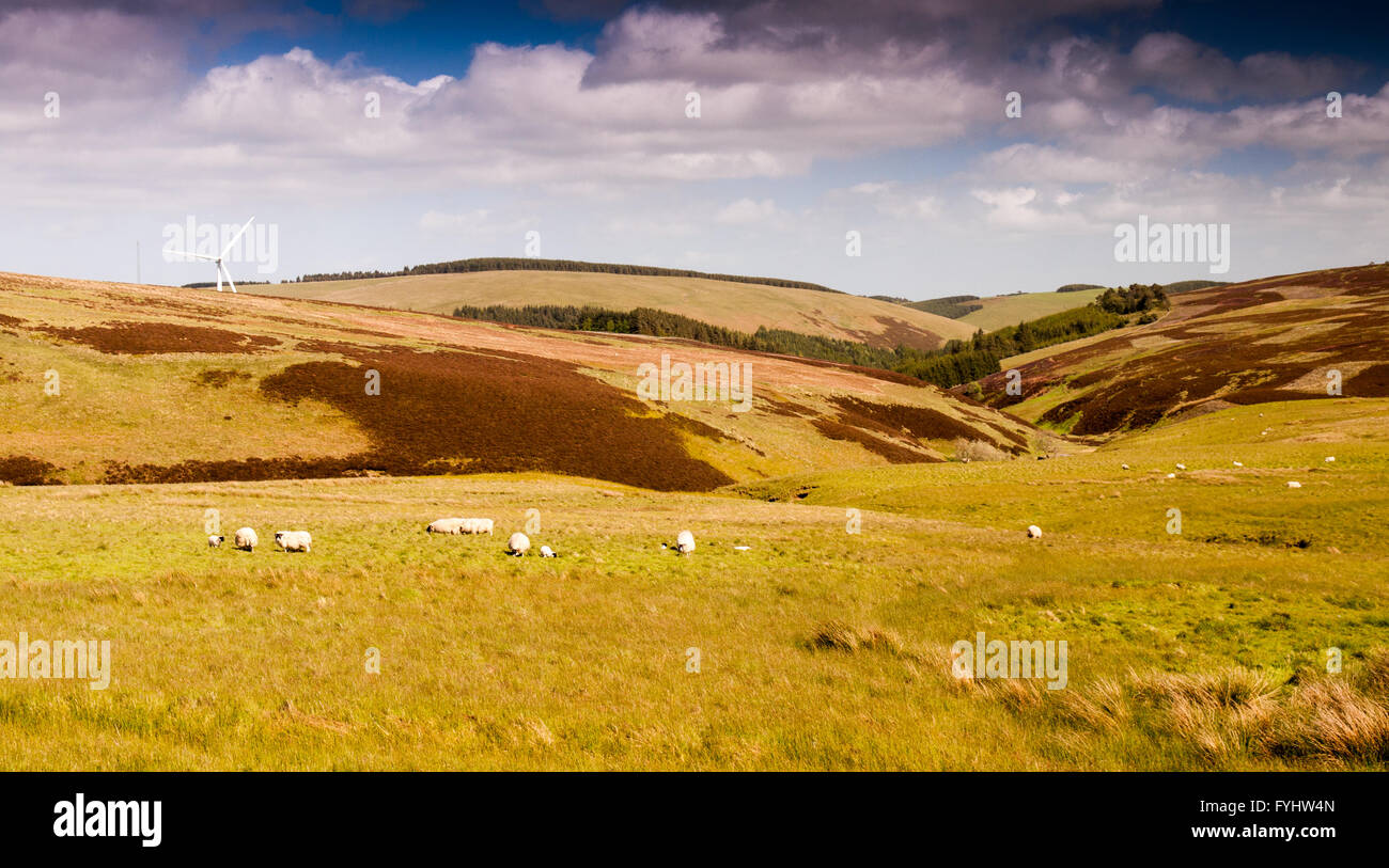 Ovejas pastando en los páramos de la Moorfoot Hills en el sur de la montaña al sur de Edimburgo, Escocia. Foto de stock