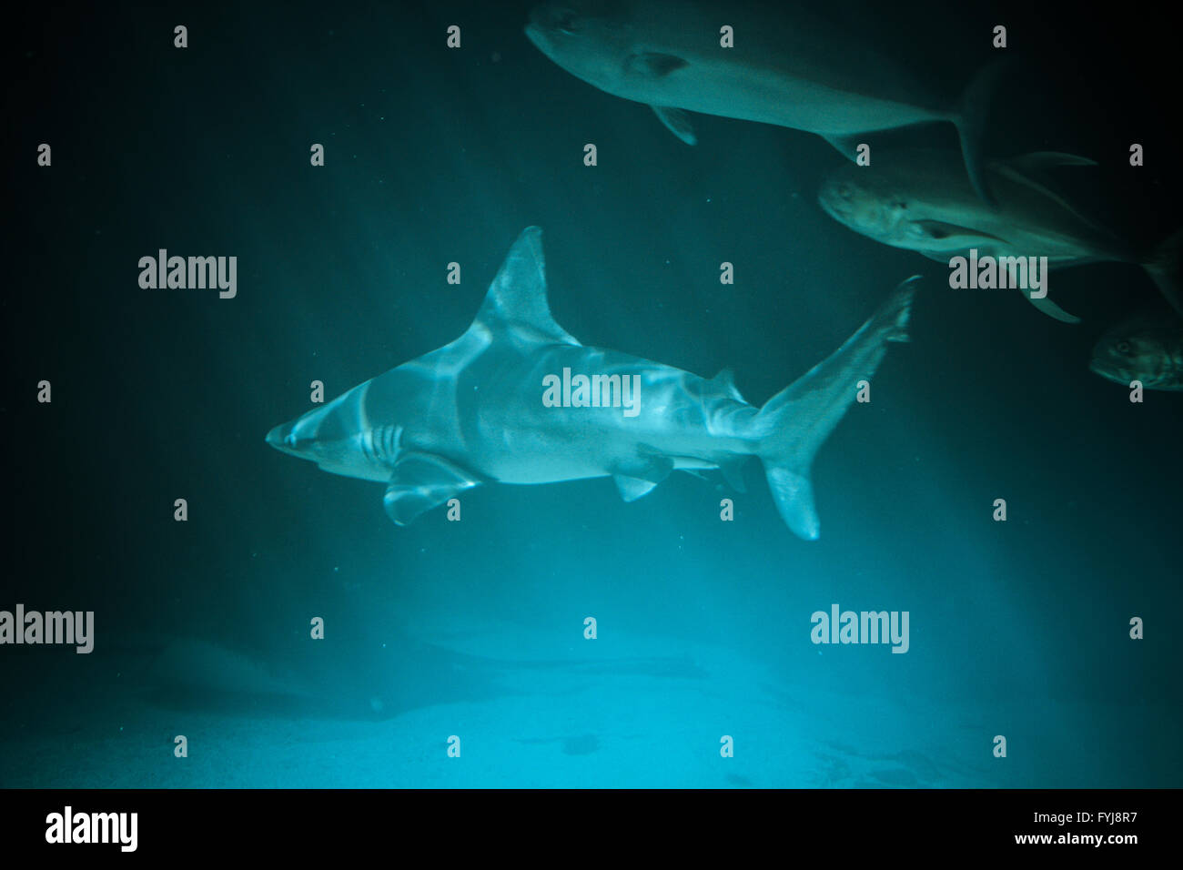 Gran Tiburón fotografía subacuática en las profundas aguas azules. Foto de stock