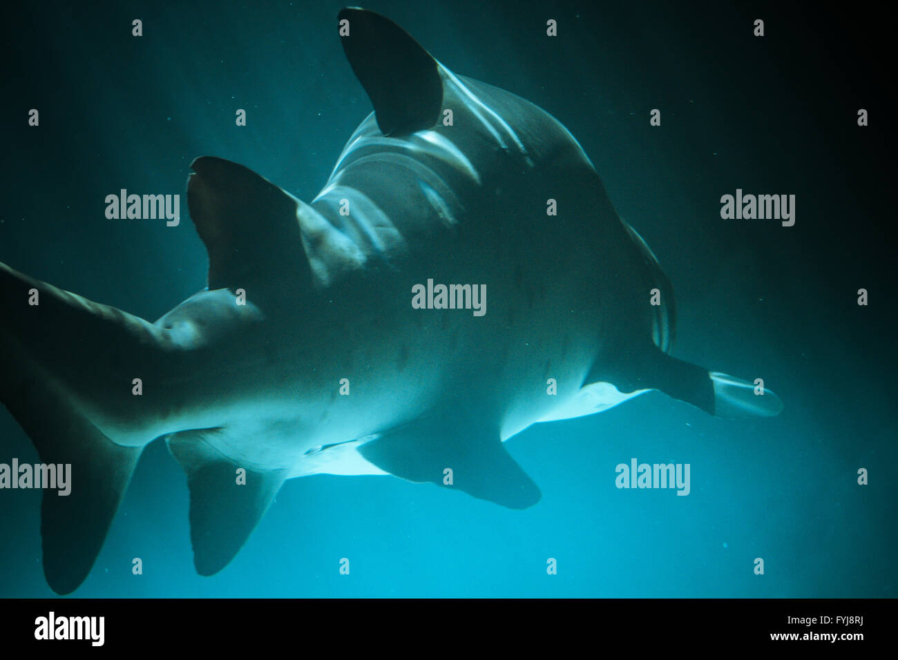 Gran Tiburón fotografía subacuática en las profundas aguas azules. Foto de stock