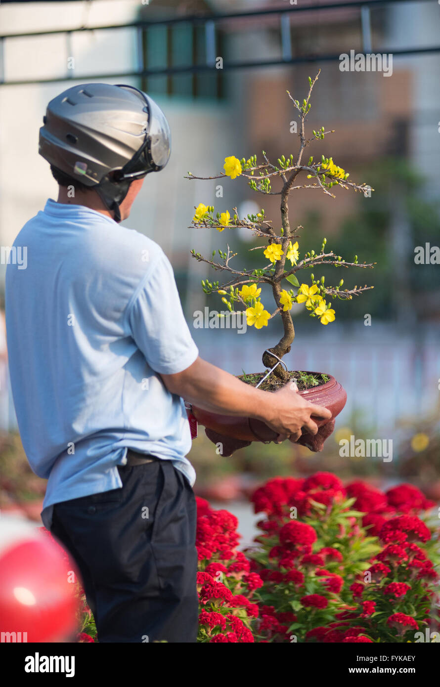 Hombre vietnamita sostiene albaricoque árbol en flor Foto de stock