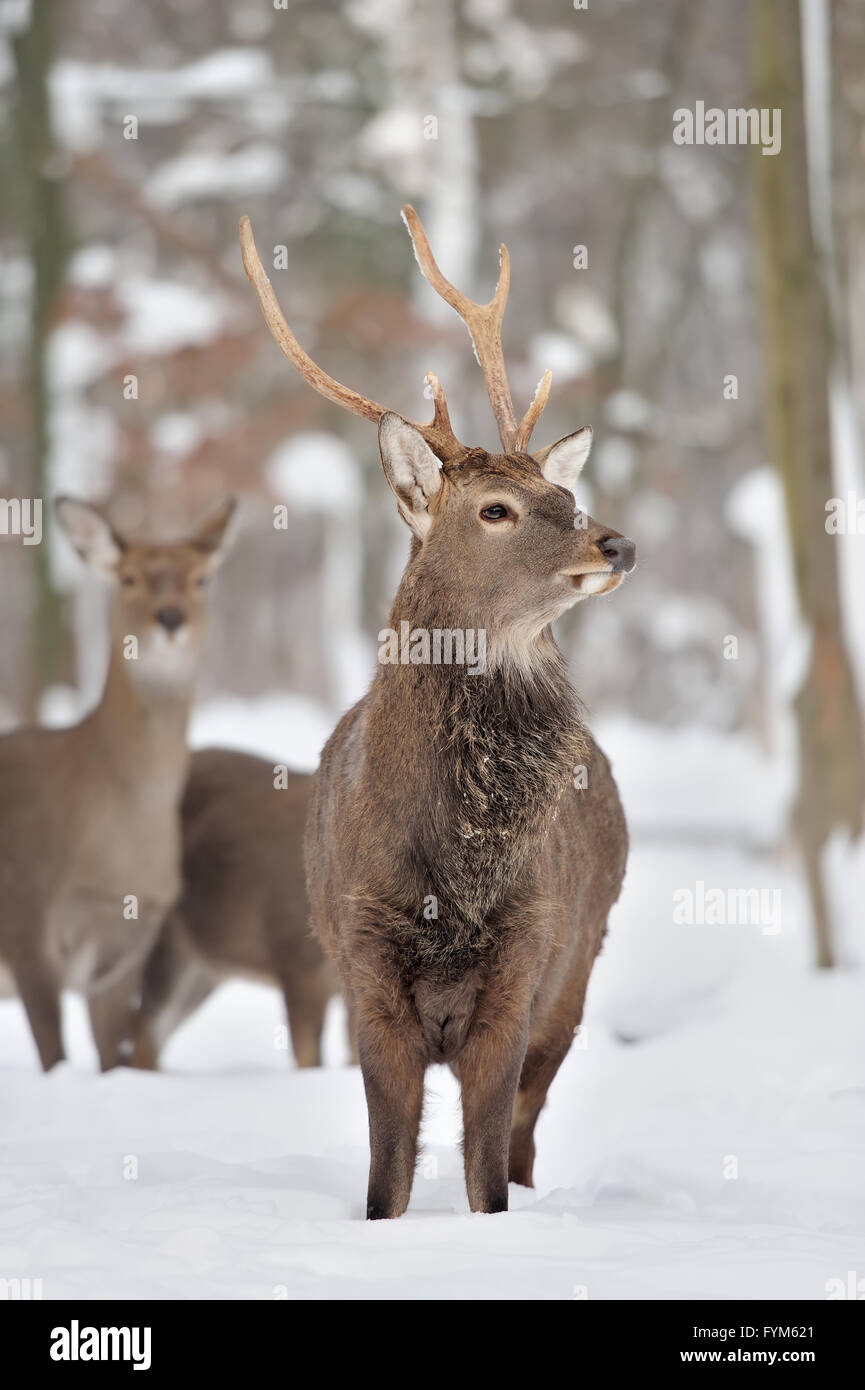 Joven ciervo en invierno bosque Foto de stock