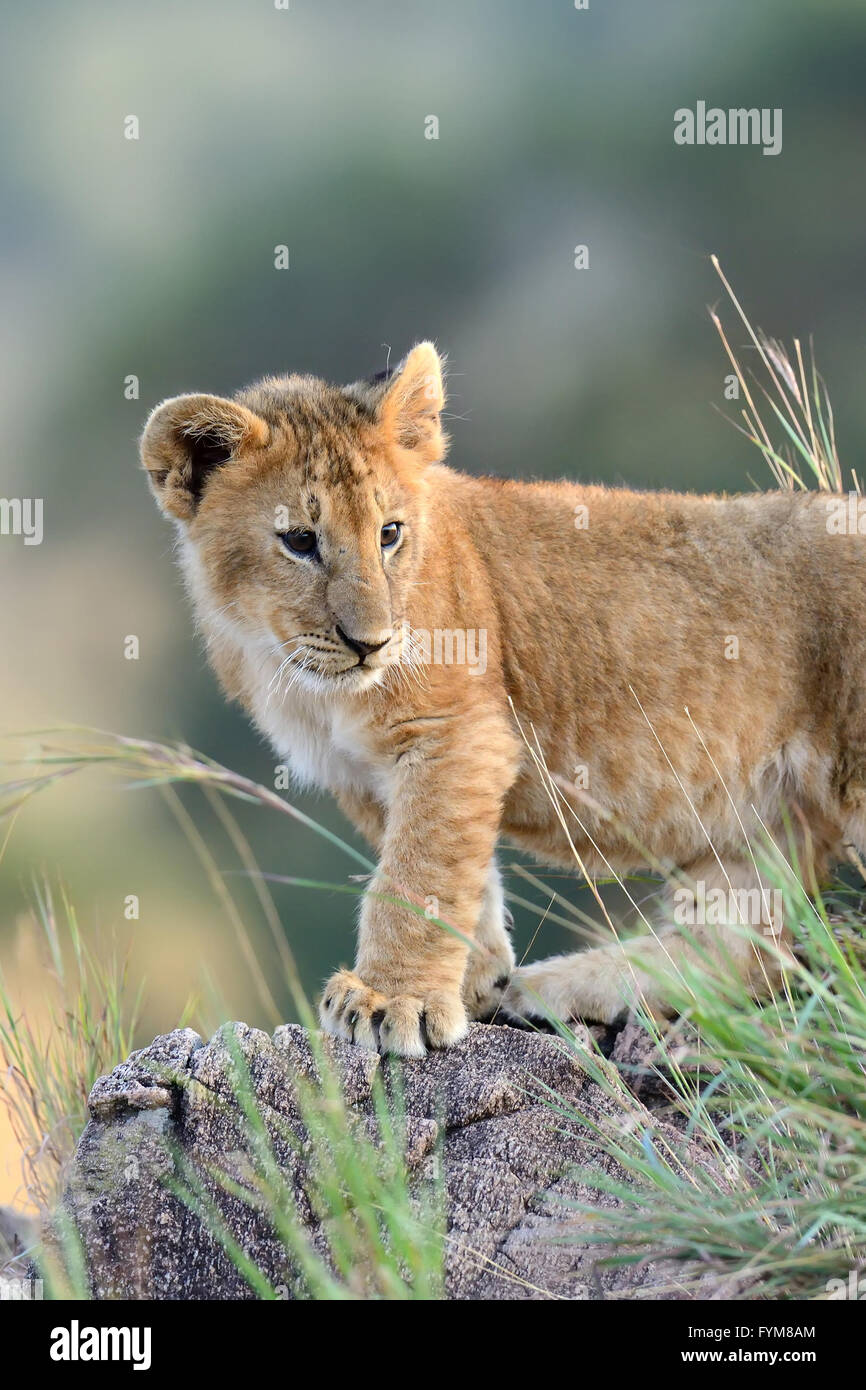 Cachorro de león africano (Panthera leo), Parque Nacional de Kenya, Africa. Foto de stock