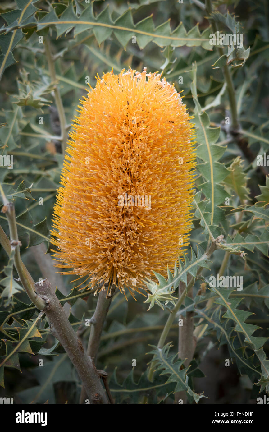 Un golden Banksia flor en el King's Park Botanical Garden, Perth, Australia Occidental Foto de stock