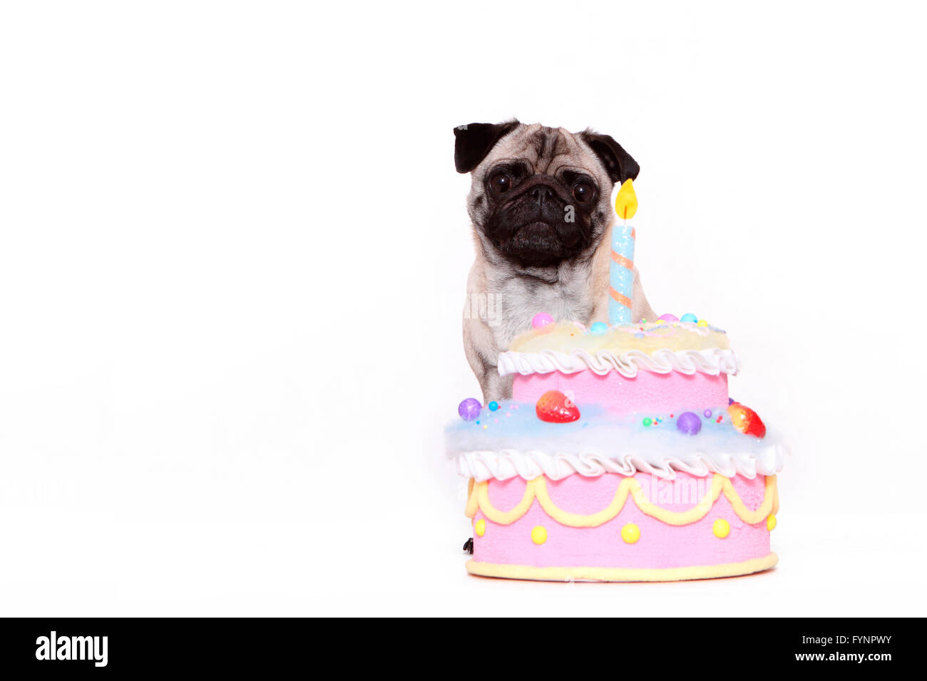 Pug. Perra sentado detrás de un pastel de cumpleaños. Studio picture contra  un fondo blanco. Alemania Fotografía de stock - Alamy