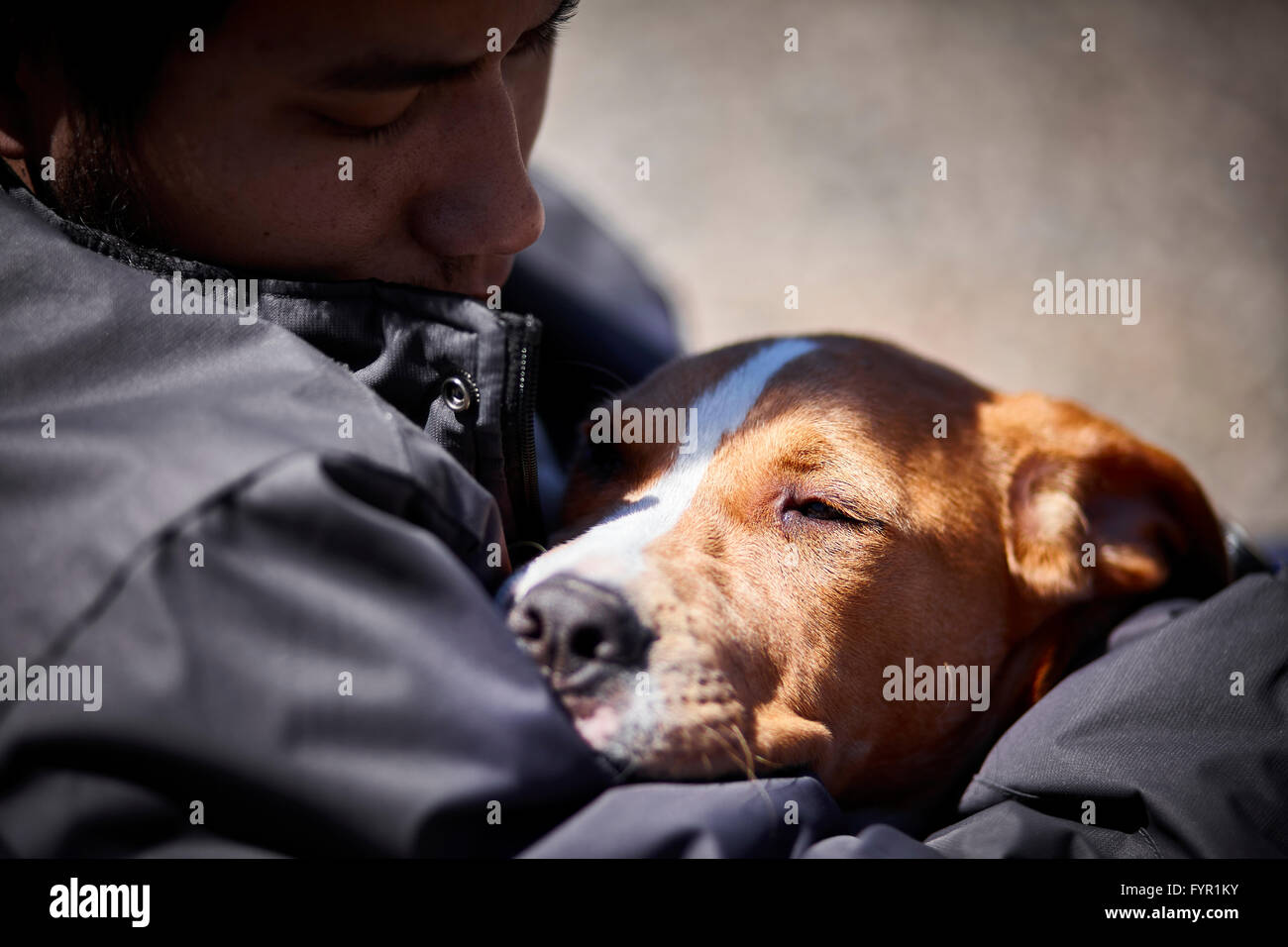 Hombre sujetando sleepy perrito closeup enfoque selectivo daylight Foto de stock