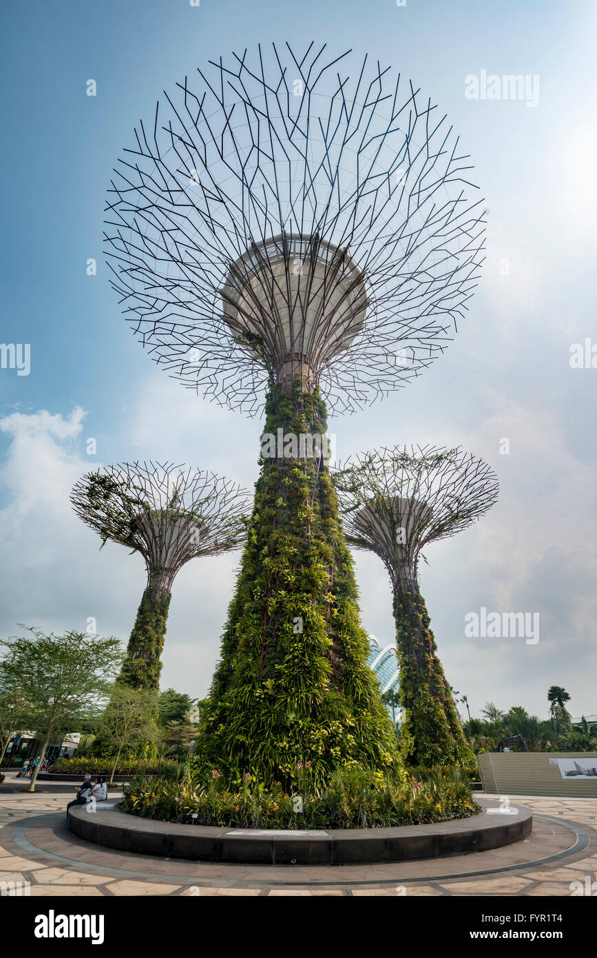 Supertree Supertrees, arboleda, jardines junto a la bahía, Singapur Foto de stock