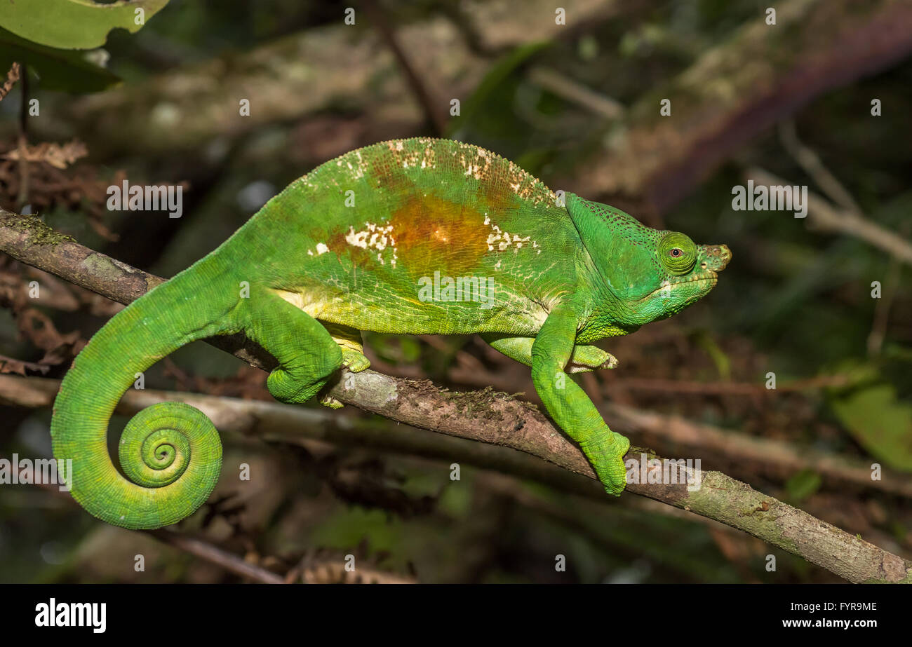 Colorido camaleón de Madagascar, someros focus Foto de stock