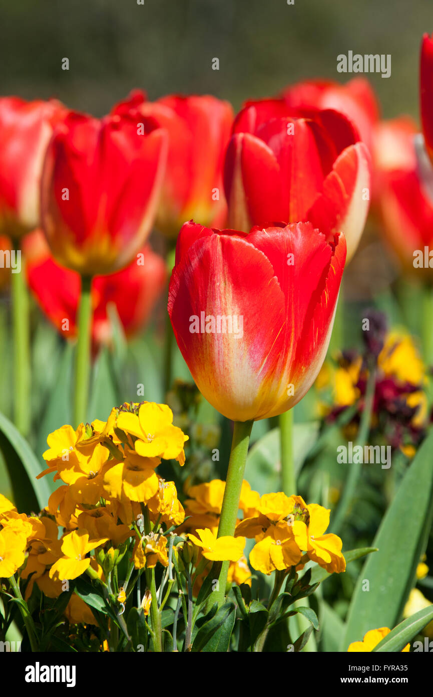 Tulipanes rojos en el jardín de ensueño Foto de stock