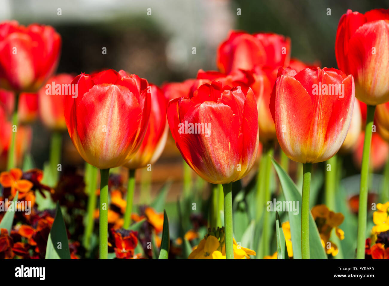 Tulipanes rojos en el jardín de ensueño Foto de stock